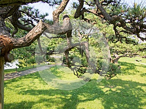 Beautiful Hama Rikyu Garden, Tokyo, Japan photo